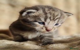 Maine Coon cats for sale: MAINE COONE KITTENS POLYDACTYL&NON POLYDACTYL   - Advert 36