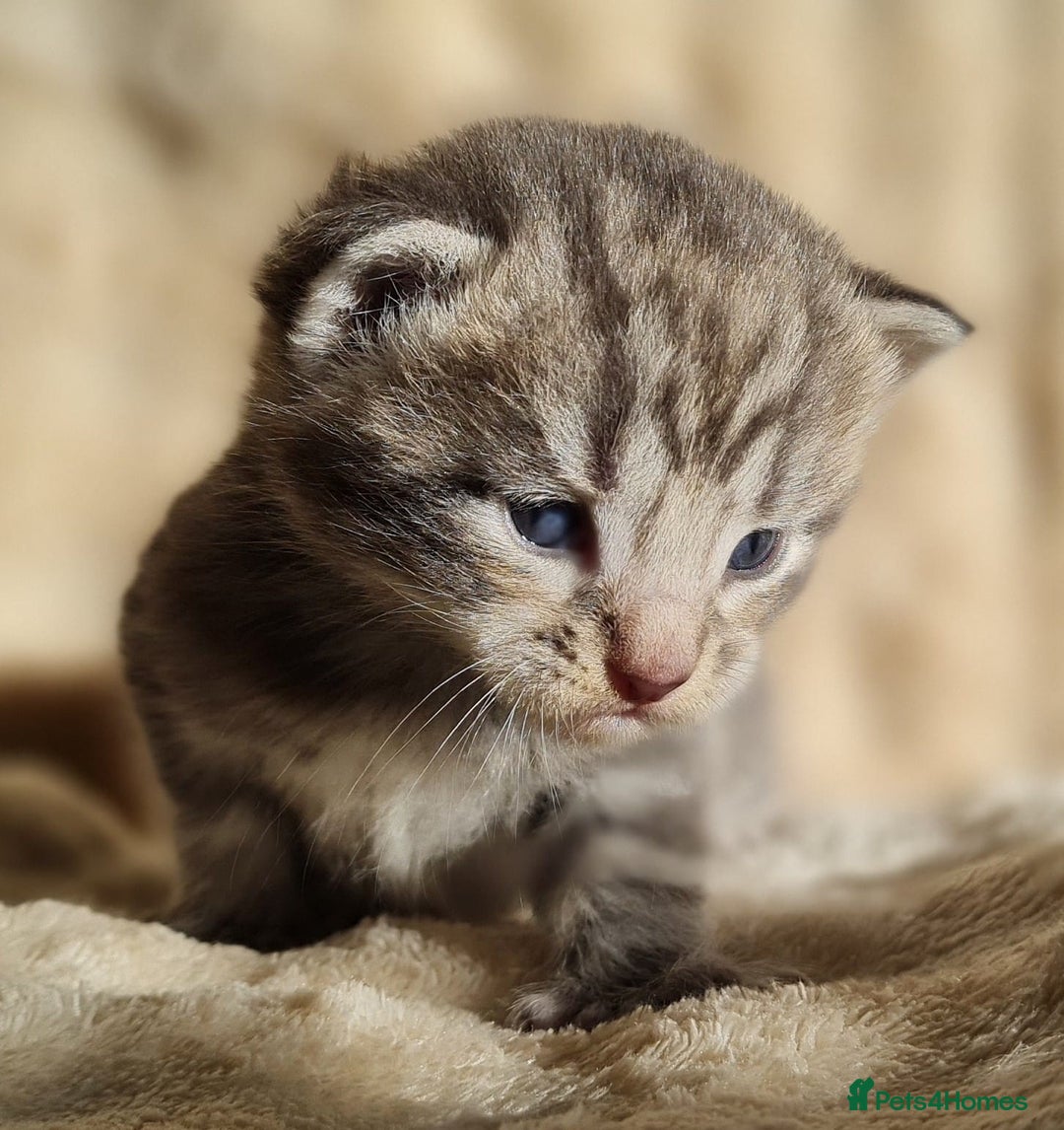 Maine Coon cats for sale: MAINE COONE KITTENS POLYDACTYL&NON POLYDACTYL   - Advert 36