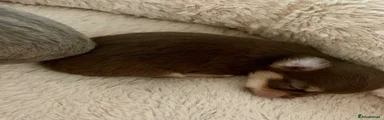 Chihuahua 2