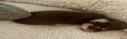 Chihuahua dogs for sale: Chihuahua puppy’s  - Advert 9