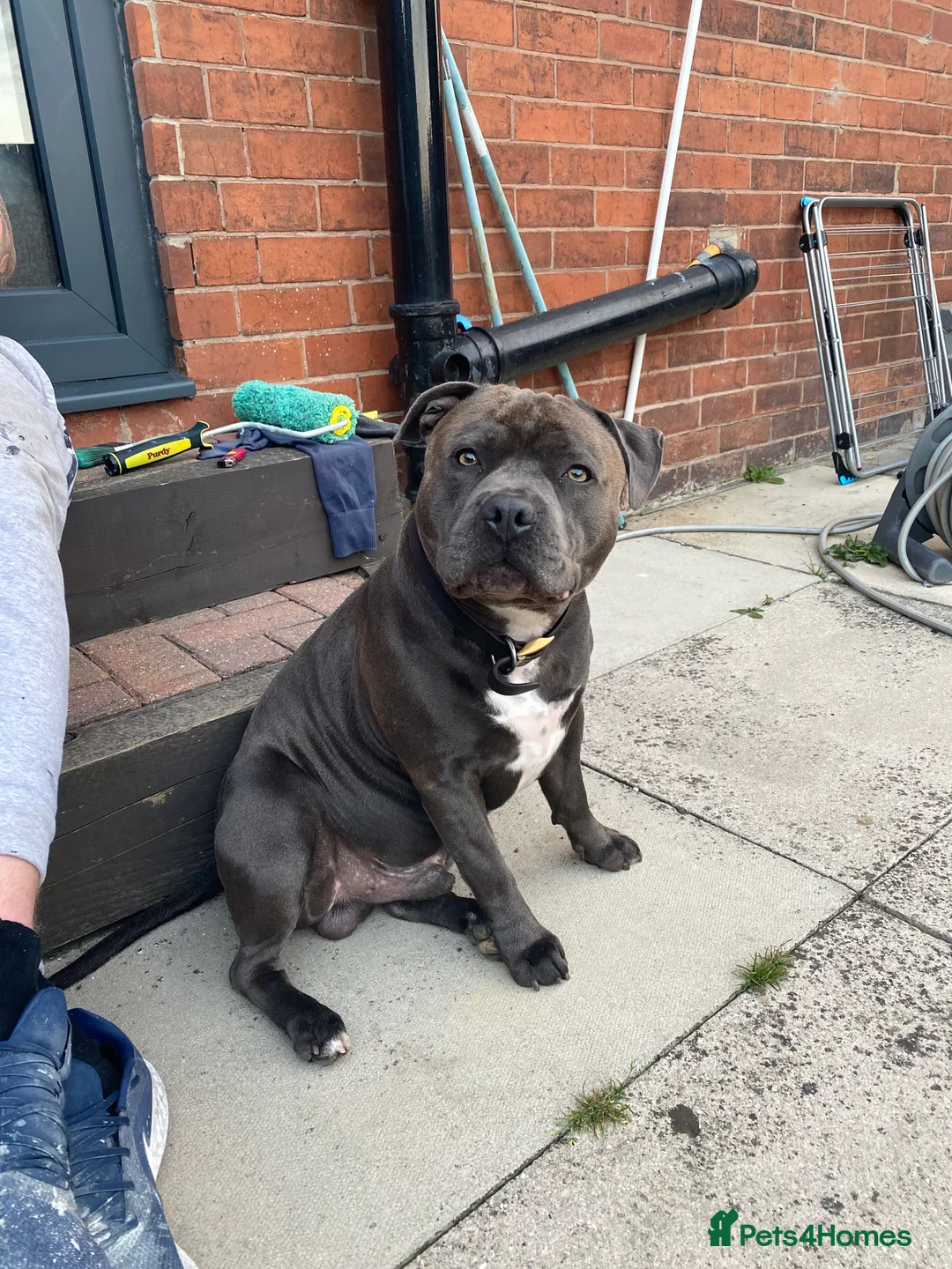 Staffordshire Bull Terrier dogs for stud: KC PROVEN Blue Staffordshire Bull Terrier for STUD in Wakefield - Advert 13