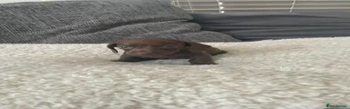 Rexy