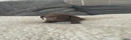 Miniature Dachshund dogs for sale: 5 Miniature Daschund Boys - Advert 26