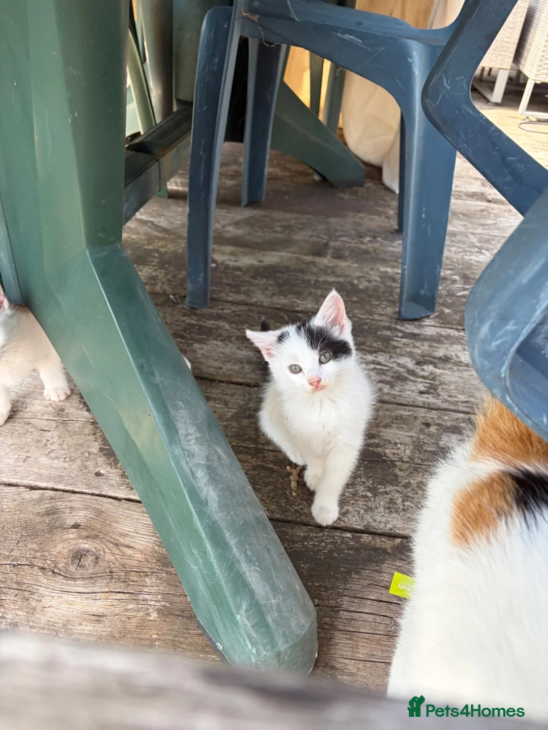 Mixed Breed cats for sale: 3 kittens looking for homes - Advert 2