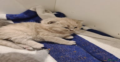 British Shorthair cats - Advert 3
