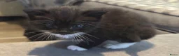 Mixed Breed cats for sale: Long hair kittens - Advert 15
