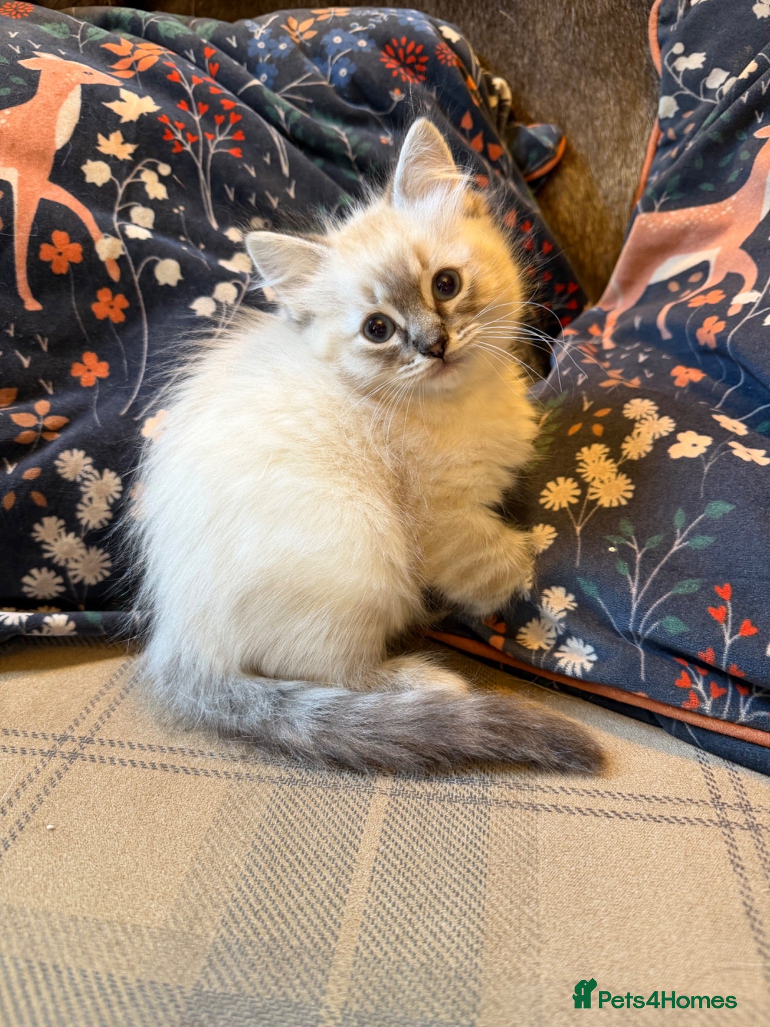Ragdoll cats Stunning ragdoll kittens vet checked & Ready now - Advert 2