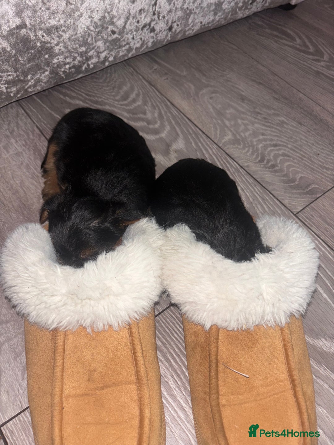 Yorkshire Terrier dogs for sale: Yorkshire terrier puppies 🐶  - Image 4