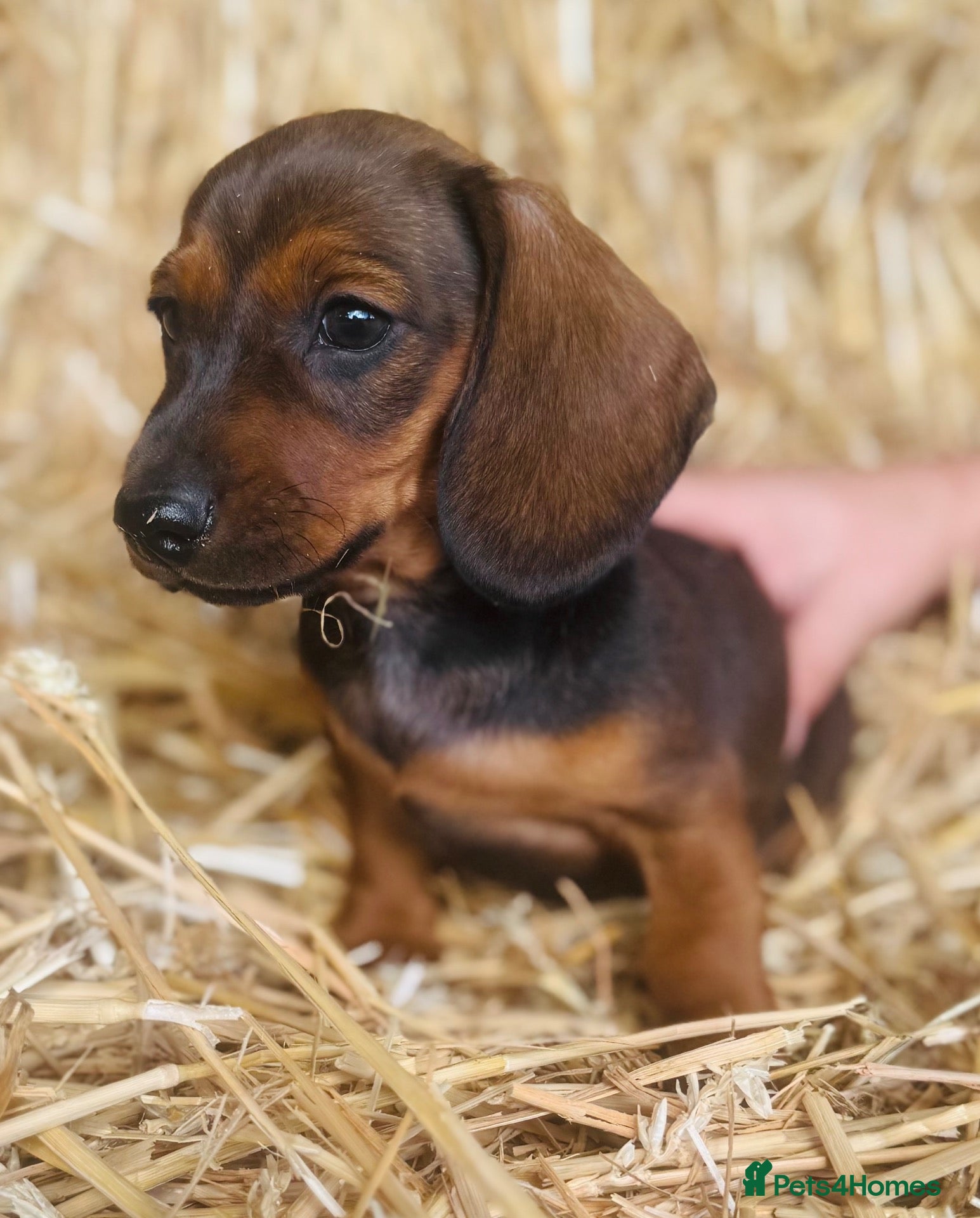 Miniature Dachshund dogs The three triplets 🐶🐶🐶 - Advert 2