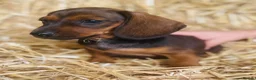 Miniature Dachshund dogs for sale: The three triplets 🐶🐶🐶 - Advert 2