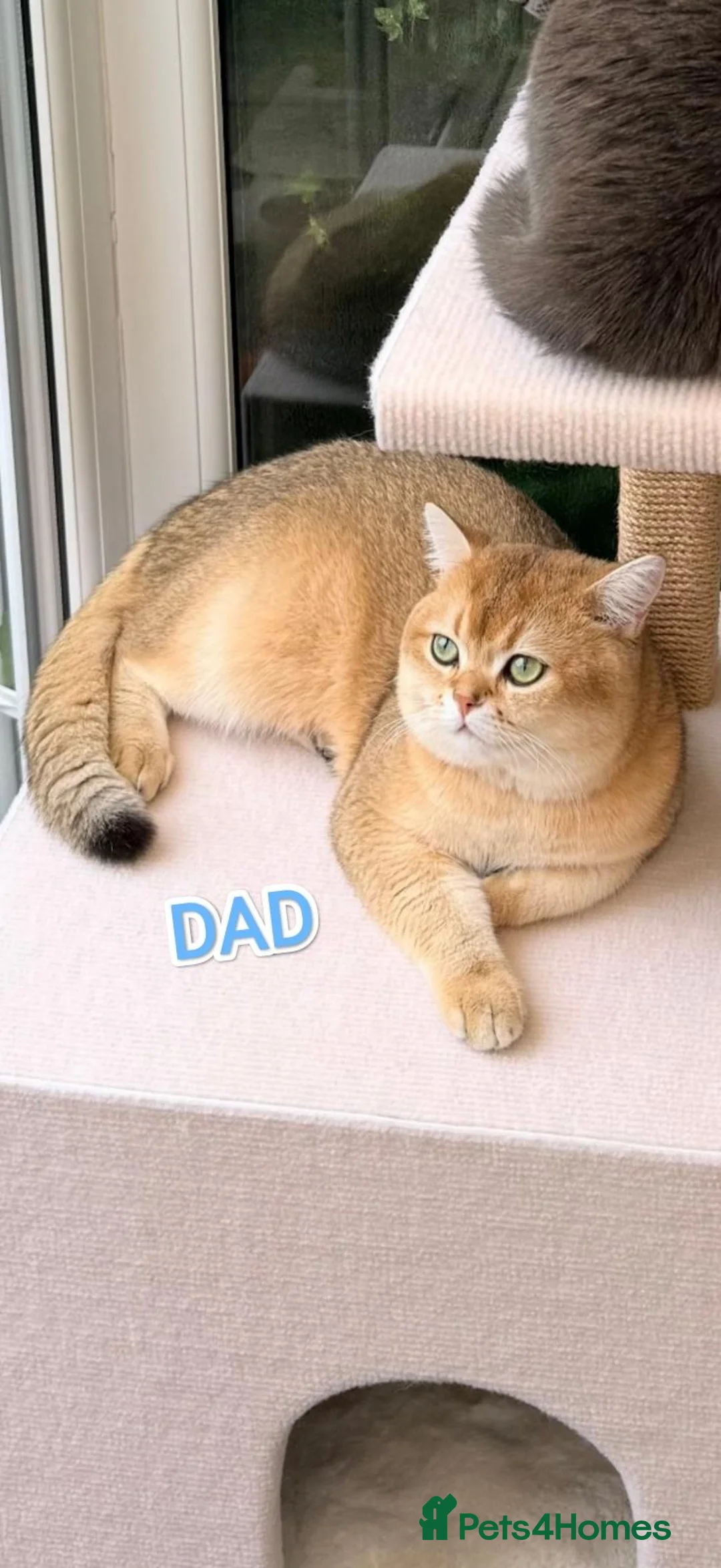 British Shorthair cats for sale: Outstanding Golden British Shorthair Typе ReadyNow - Advert 2