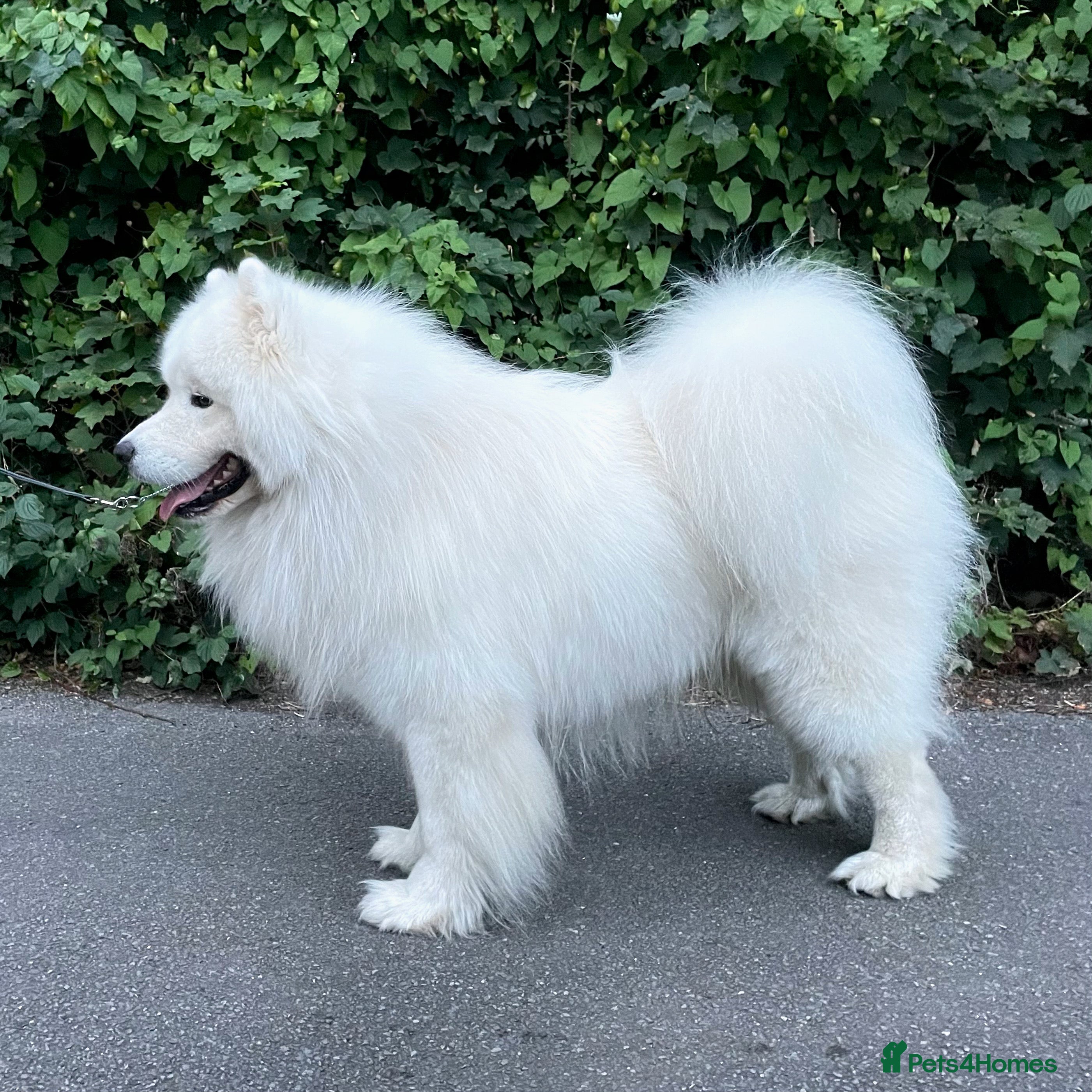 Samoyed dogs Health Tested Show Samoyed for Stud, Proven - Advert 6
