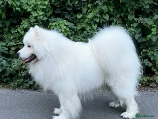 Samoyed dogs Health Tested Show Samoyed for Stud, Proven - Advert 6