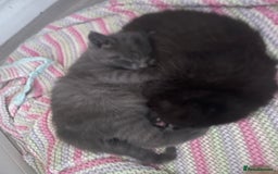 British Shorthair cats for sale: 5 kitties for sale  - Image 12