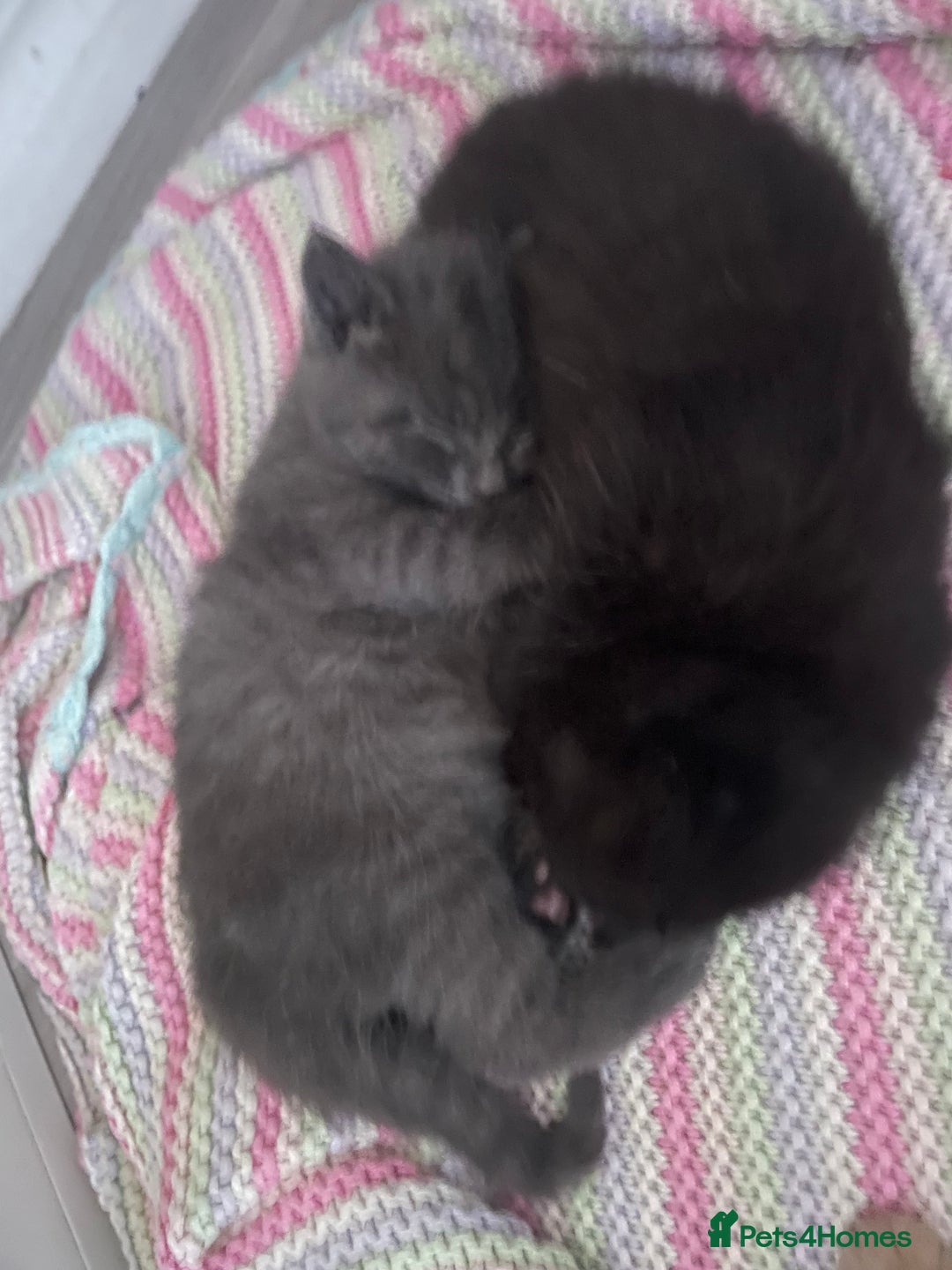 British Shorthair cats for sale: 5 kitties for sale  - Image 12