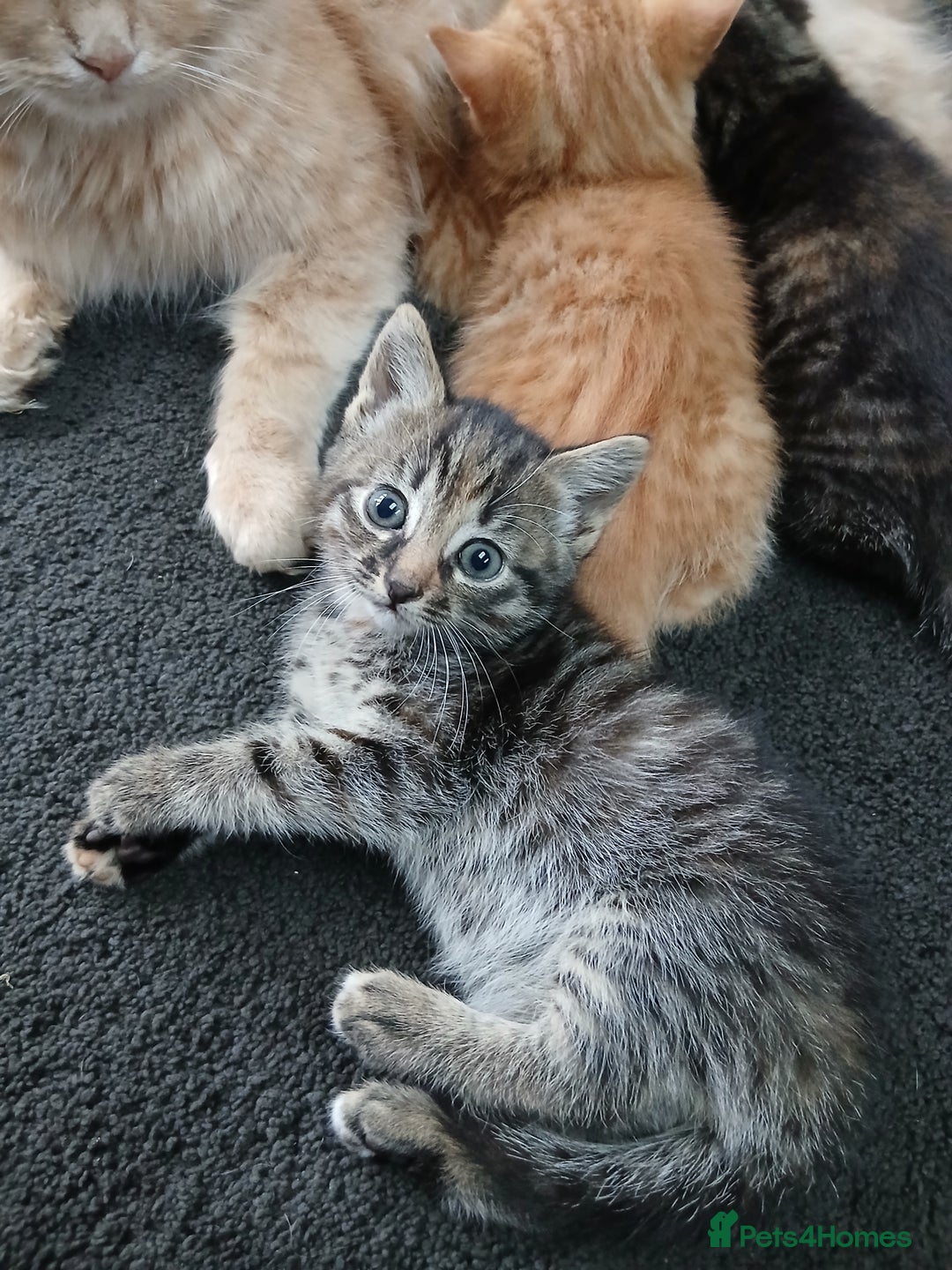 British Shorthair cats for sale: 3 beautiful kittens looking for forever home. - Advert 11
