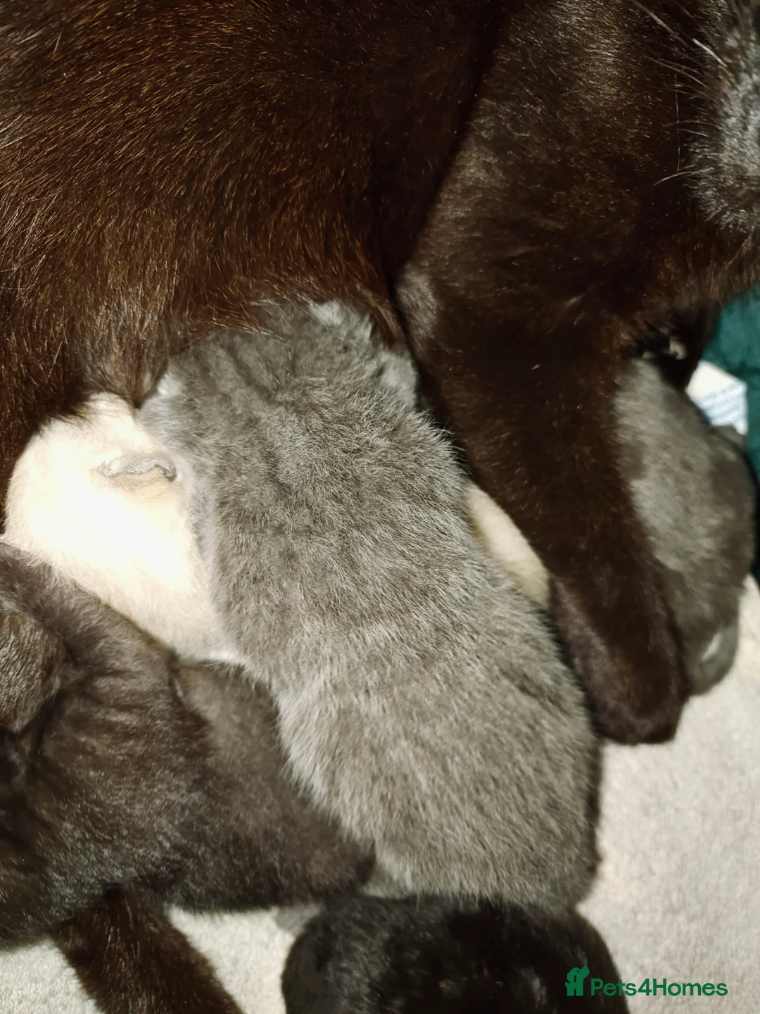 Mixed Breed cats for sale: Moggie Kittens  - Advert 2