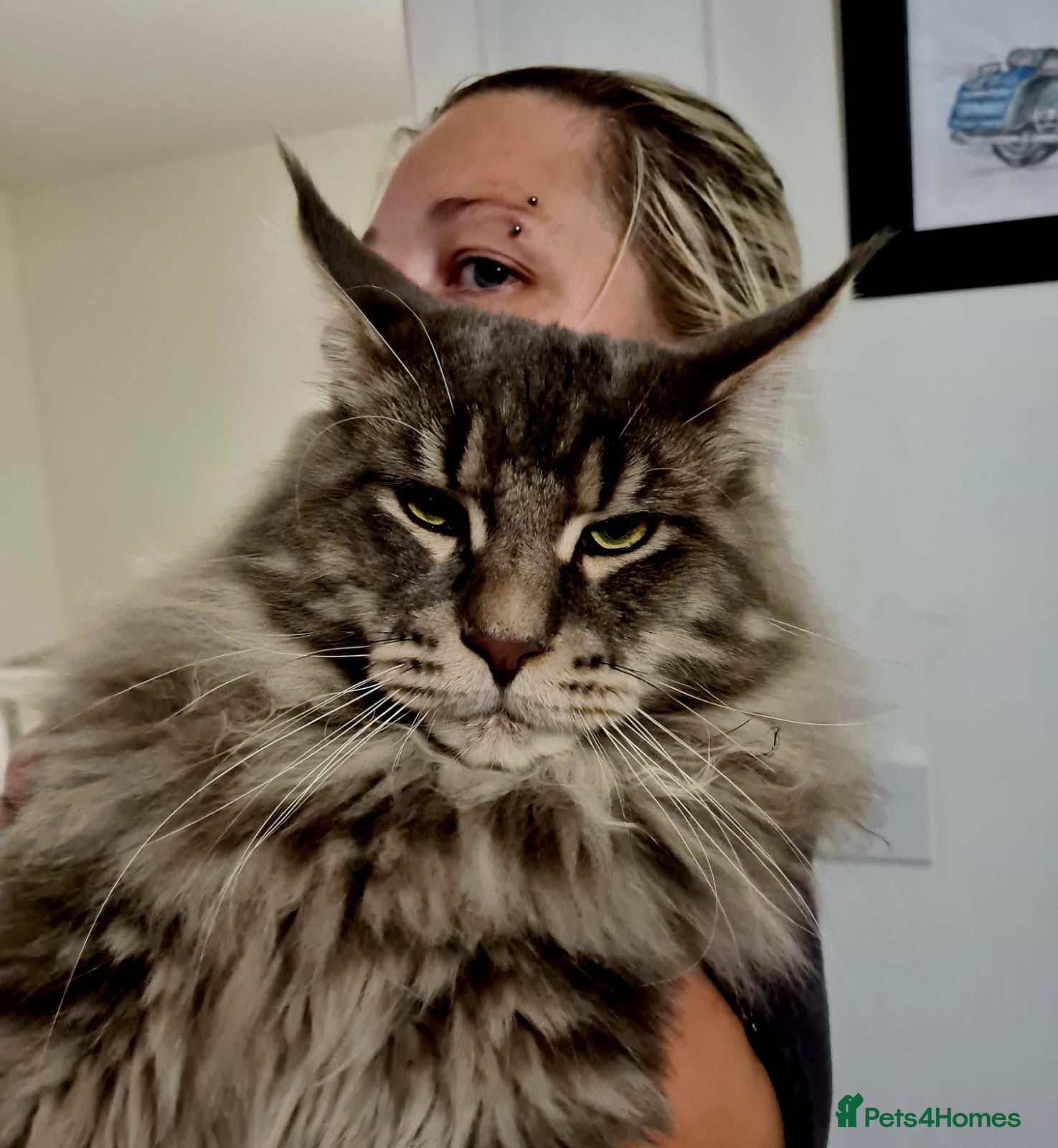 Maine Coon cats PURE MAINE COON AVAILABLE FOR STUD  - Advert 2