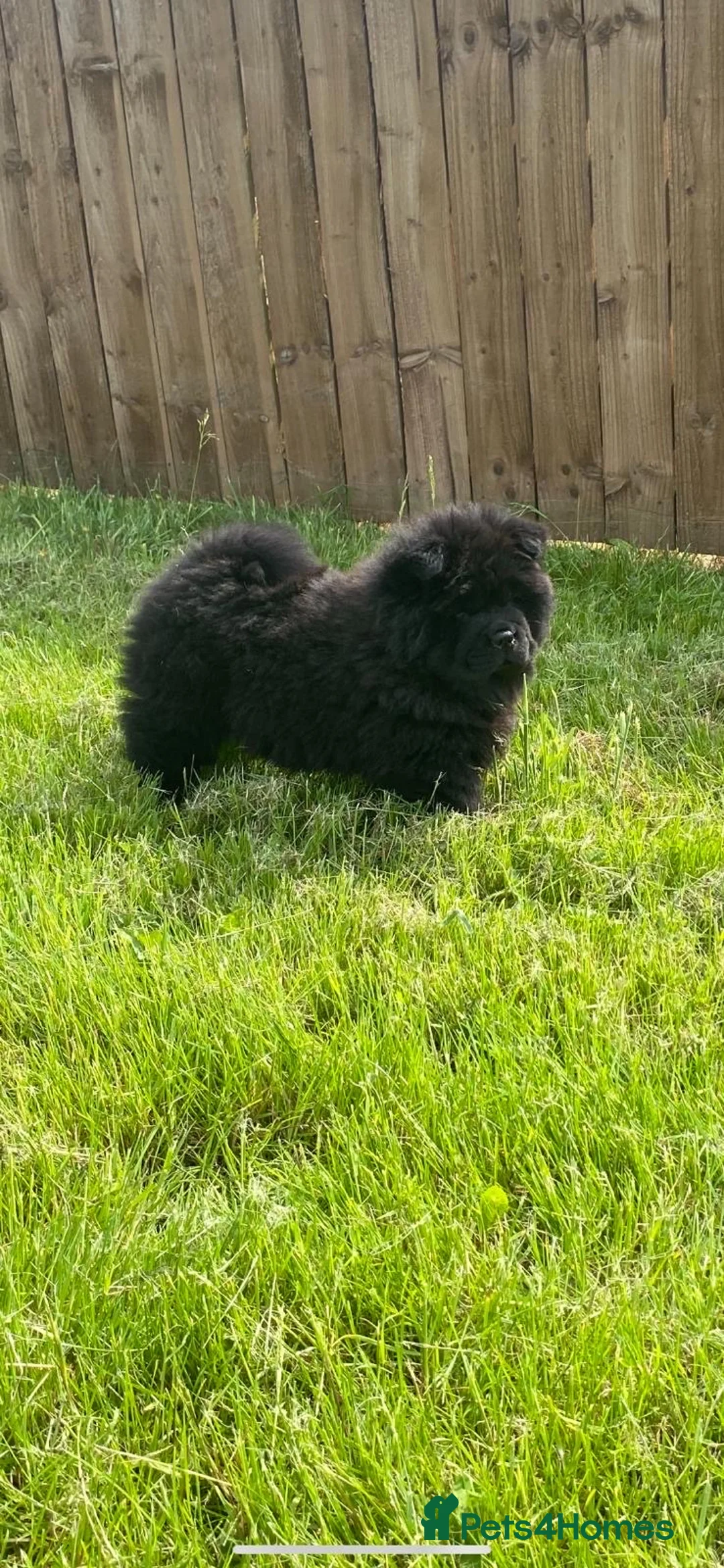 Chow Chow dogs for sale: KC Registered Chow Pups– (Champion Blood Lines) - Advert 4