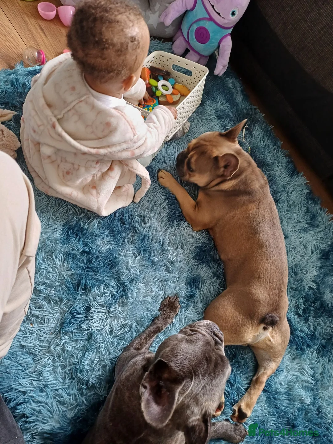 French Bulldog dogs for sale: Blue FrenchBulldog Puppies 3 Generations of Health - Advert 2