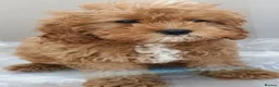 Cavapoo dogs for sale: F1 Cavapoo Puppies Available Now  - Advert 11