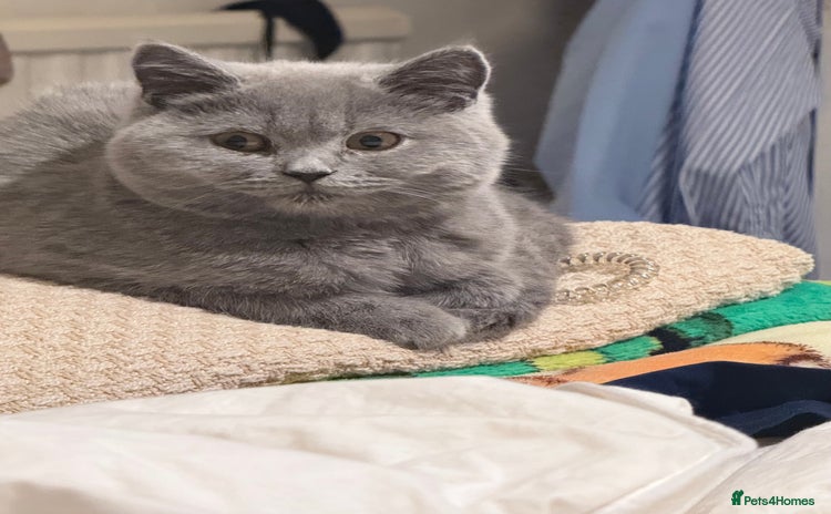 British Shorthair cats British Shorthair Kittens 1girl left only - Advert 5
