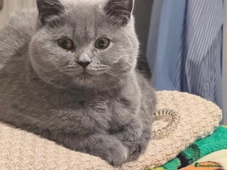 British Shorthair cats British Shorthair Kittens 1girl left only - Advert 3