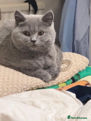 British Shorthair cats British Shorthair Kittens 1girl left only - Advert 4