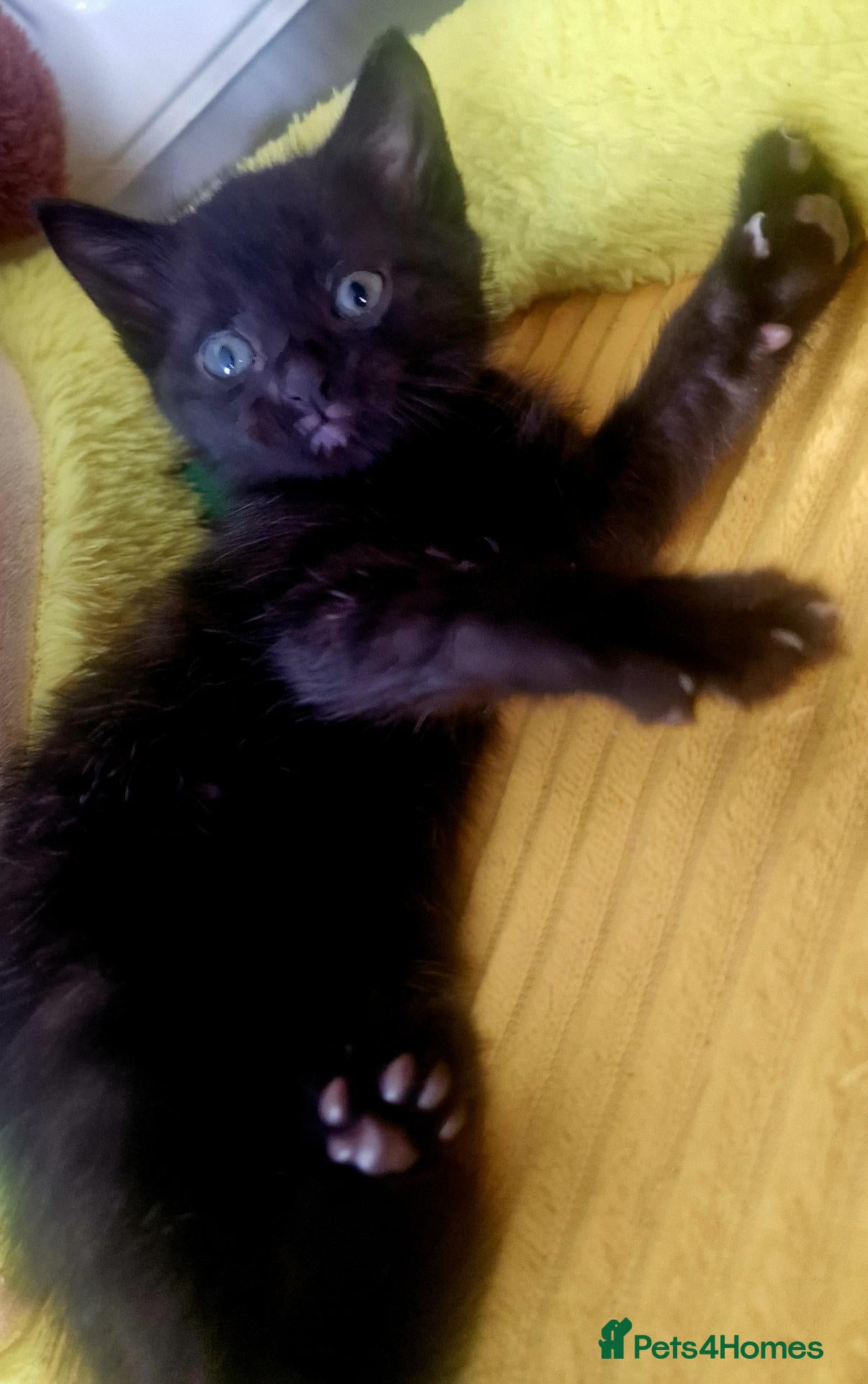 Mixed Breed cats Female kitten looking for her new home 🐈‍⬛🏡 - Advert 11