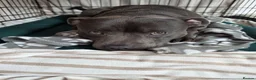 Staffordshire Bull Terrier dogs for stud: FOR STUD – Blue Staffordshire Bull Terrier. in Morecambe - Advert 7