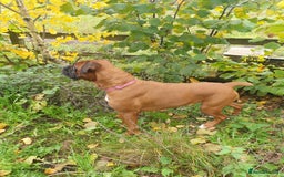 Boxer dogs for sale: Boxer girl for rehome - Image 1