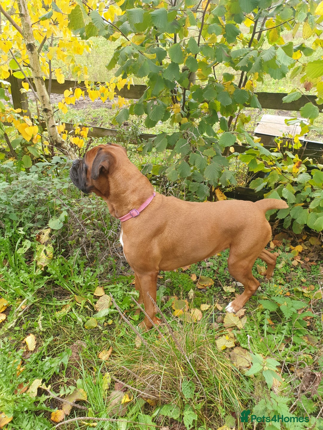 Boxer dogs for sale: Boxer girl for rehome - Image 1
