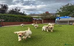 Goldador dogs for sale: Stunning litter of Goldador Puppies  - Image 6