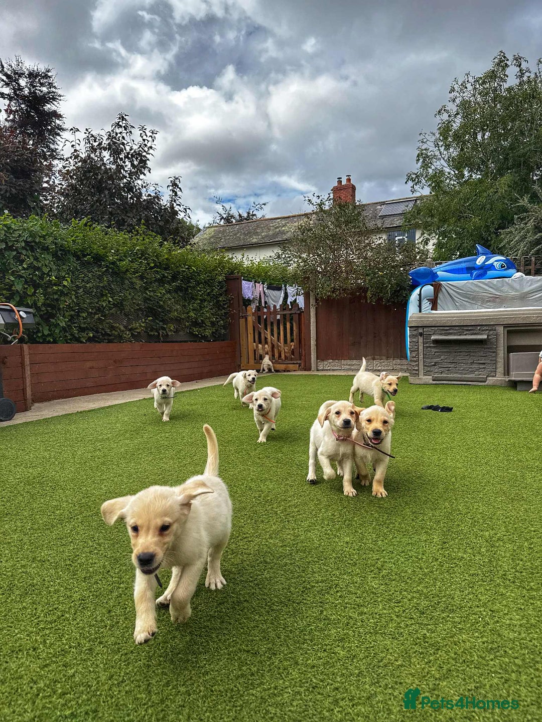 Goldador dogs for sale: Stunning litter of Goldador Puppies  - Image 6