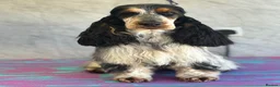 Cocker Spaniel dogs for sale: Last remaining Stunning KC show Cocker  - Advert 8