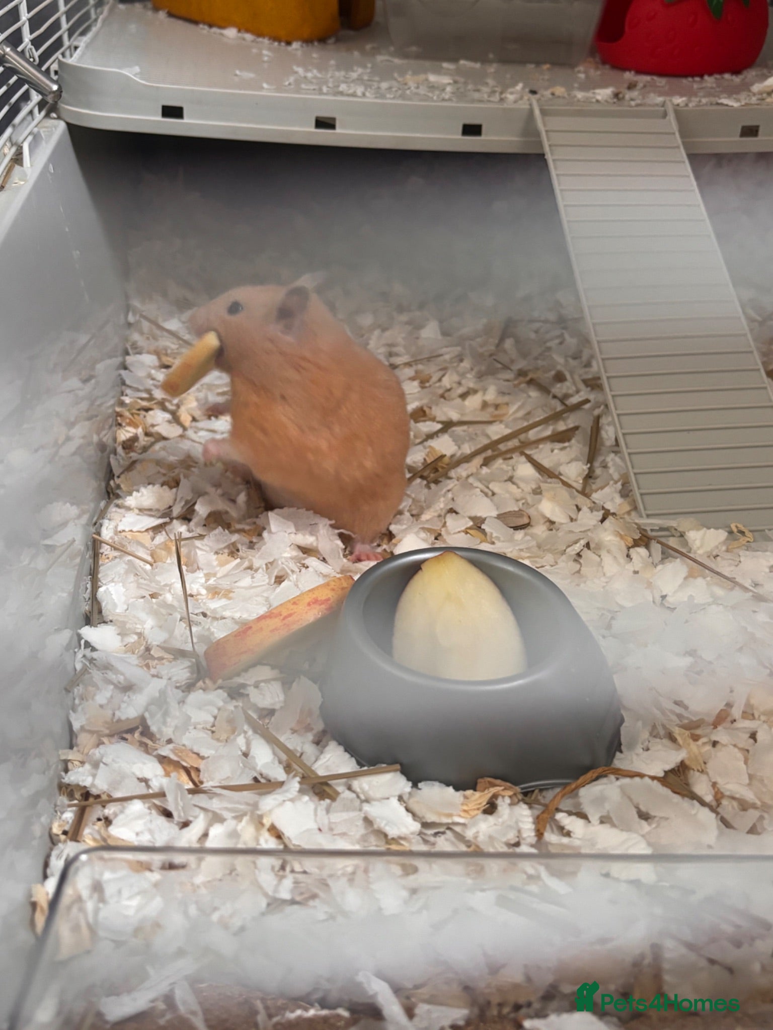 Hamster rodents Syrian hamster girl  - Advert 1