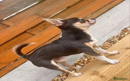Chihuahua dogs for stud: T-Cup Chihuahua for Stud  - Image 2