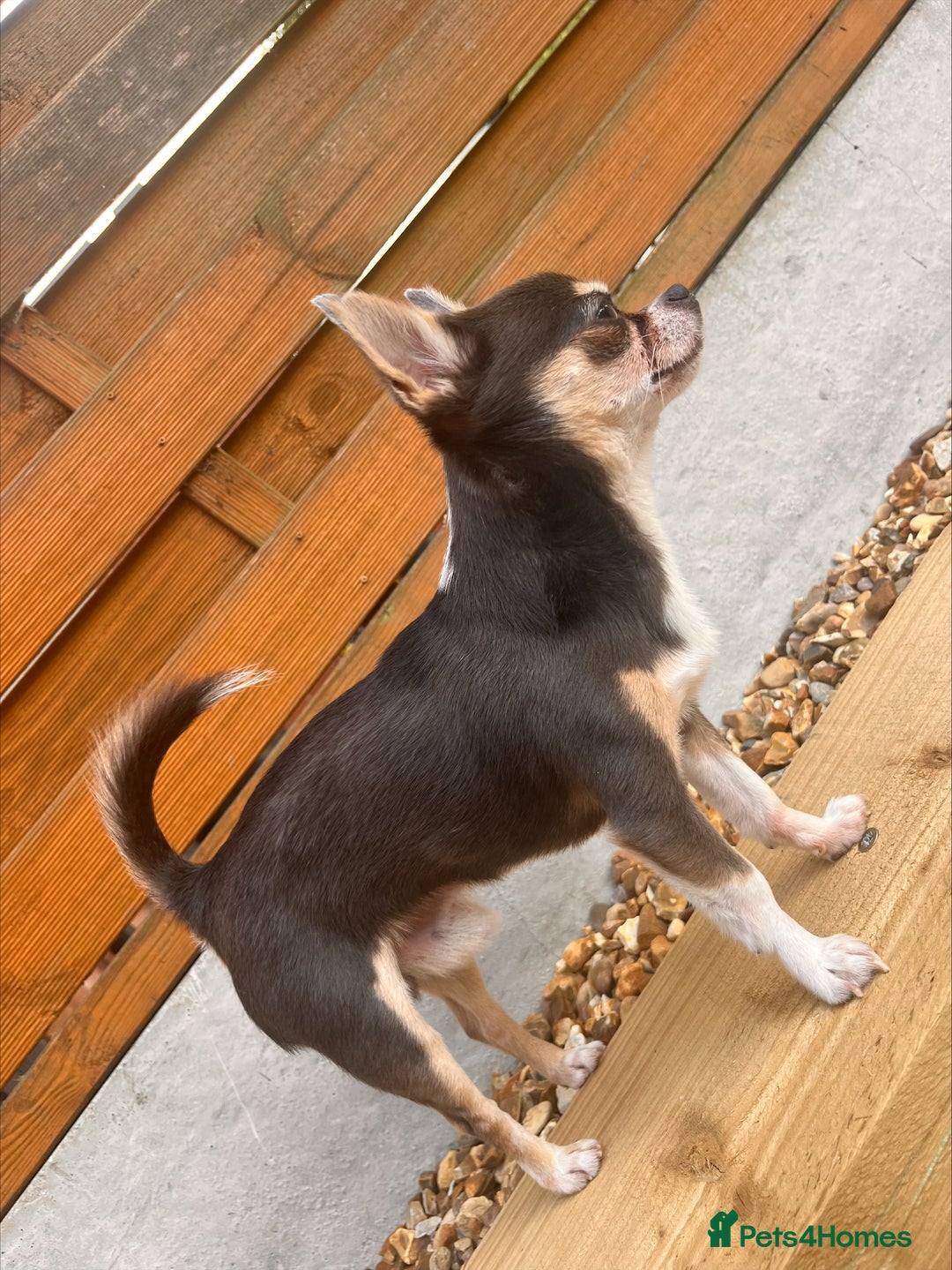 Chihuahua dogs for stud: T-Cup Chihuahua for Stud  - Image 2