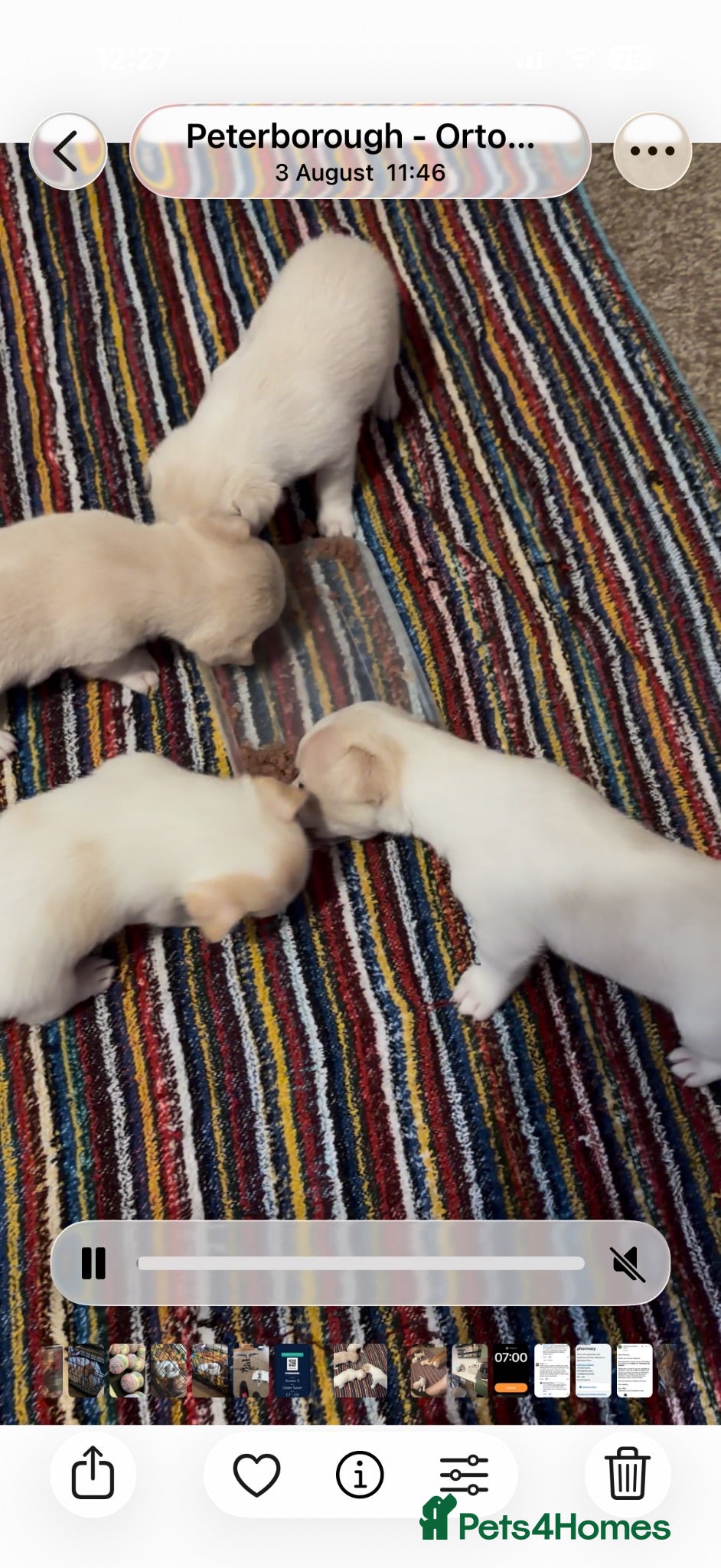 Chihuahua dogs Litter of 4 chihuahua’s  - Advert 12
