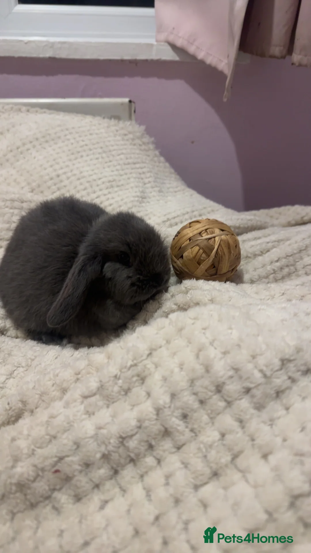 Mini Lop rabbits for sale: 2 mini lops almost 1 year old - Advert 3