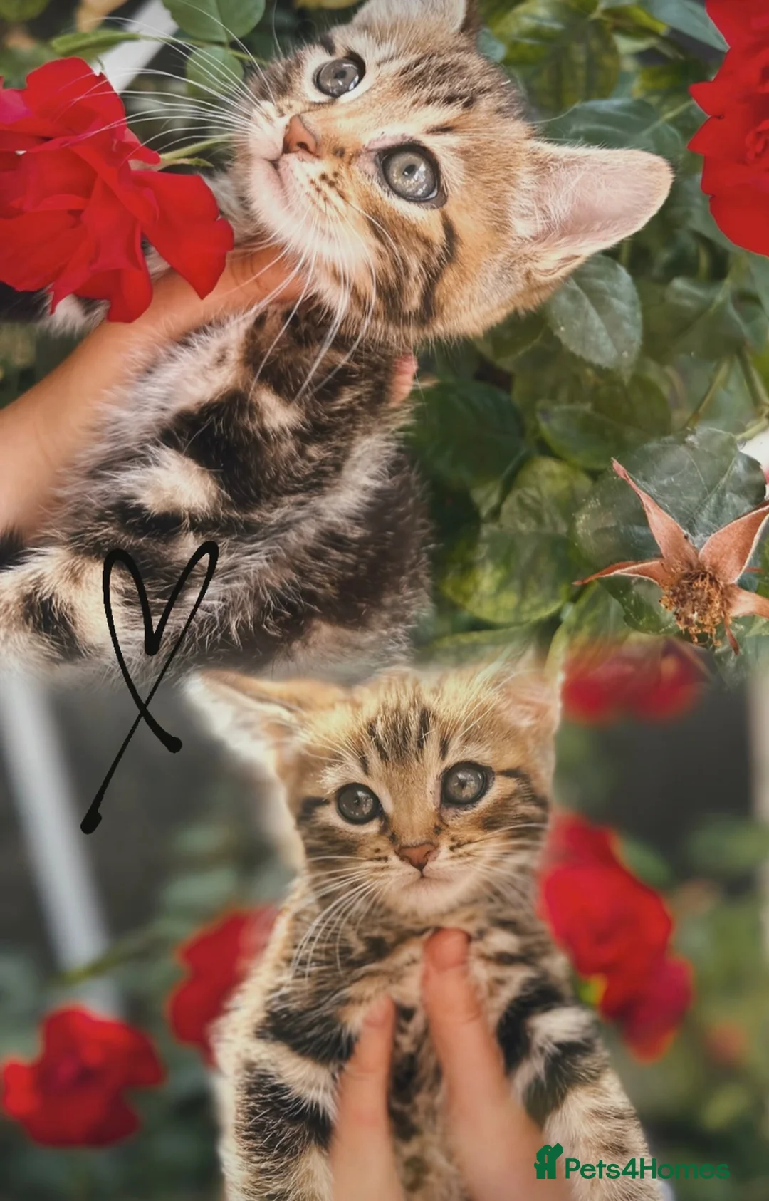 Mixed Breed cats for sale: 3 Beautiful Female Scottish Fold × Tabby Kittens  - Advert 1