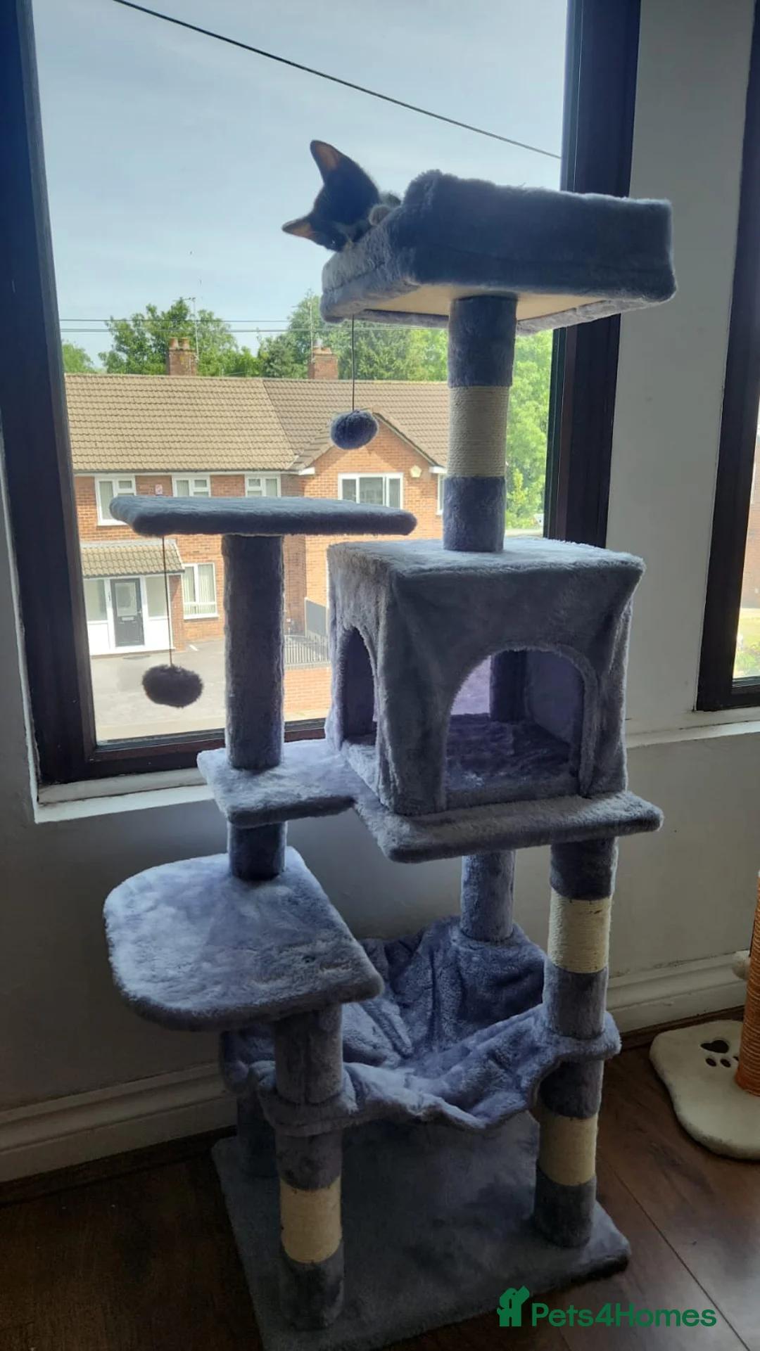 British Shorthair cats for sale: Kitten  in Birmingham - Advert 2
