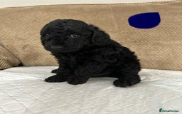 Cockapoo dogs for sale: Outstanding Cockapoos Puppies. 4 boys💙 2 girls 💗 - Image 16