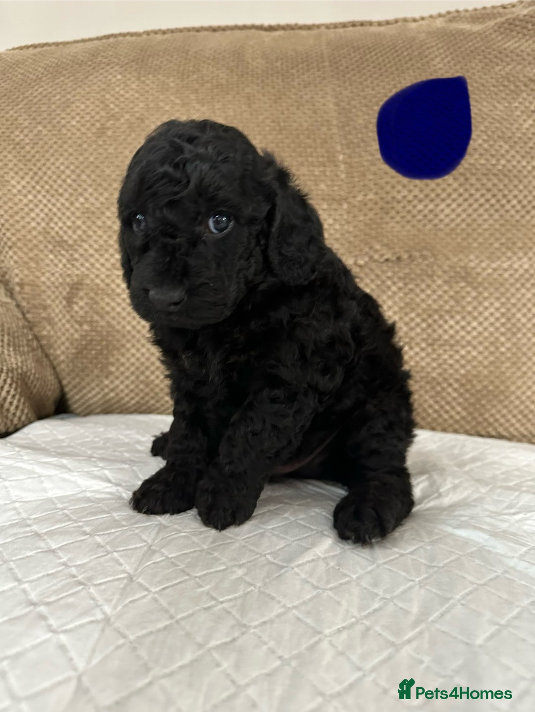 Cockapoo dogs for sale: Outstanding Cockapoos Puppies. 4 boys💙 2 girls 💗 - Image 16