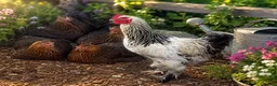 Mixed Breed livestock for sale: Chicks hens and roosters for sale  - Advert 8