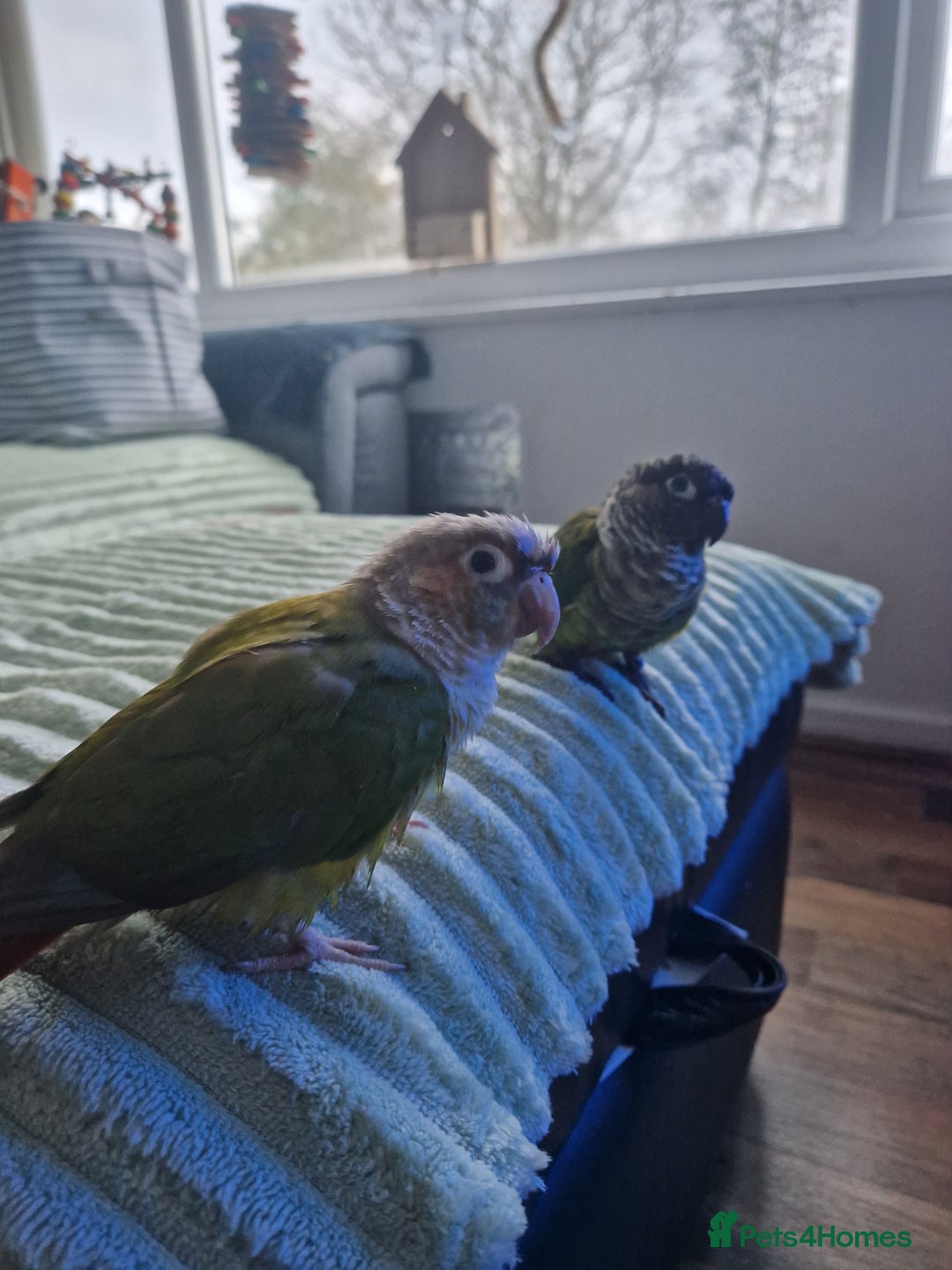 Conures birds for sale: Female conure 5 Months Old - Advert 8