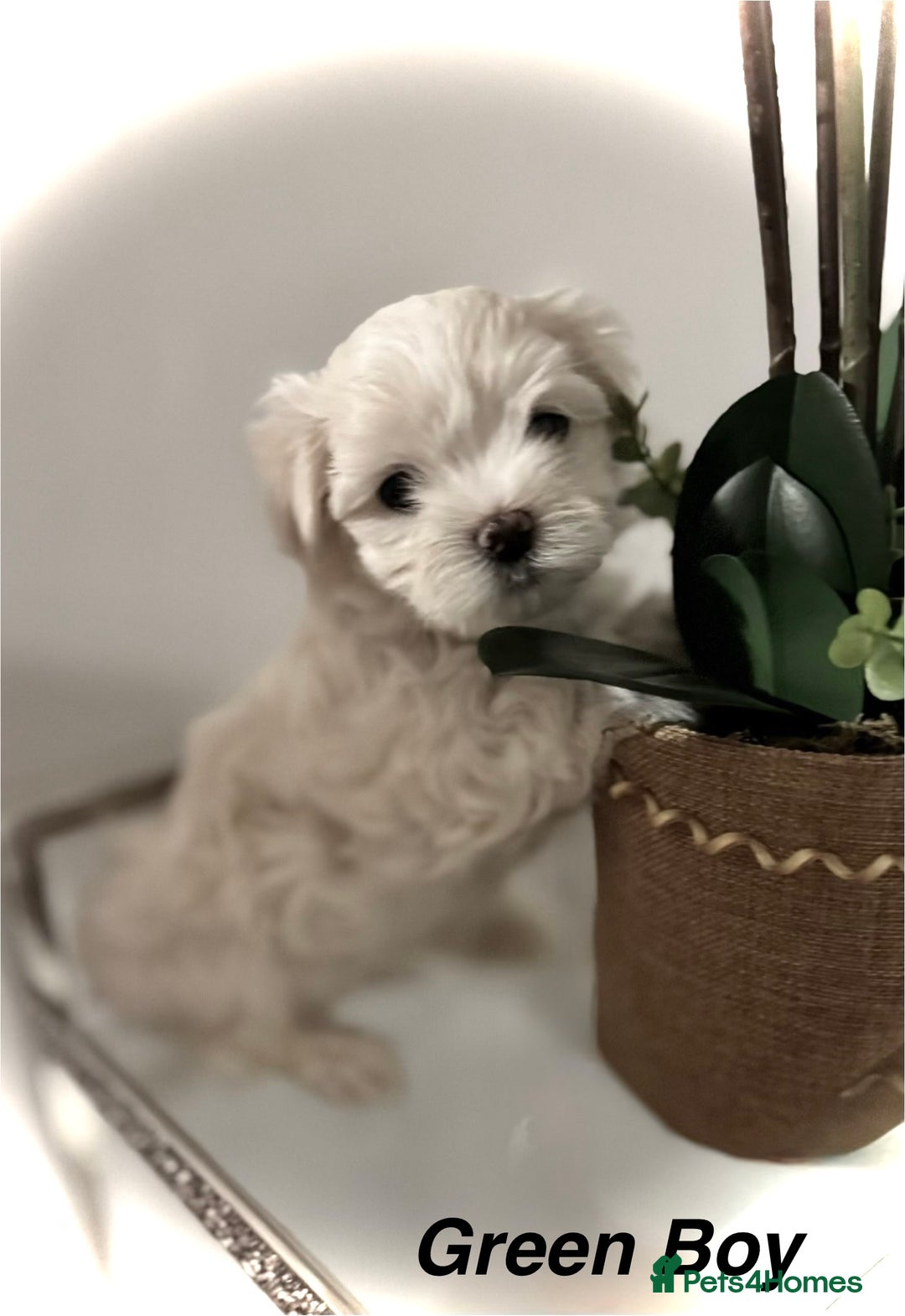 Maltese dogs for sale:  KC Registred Maltese puppies  - Advert 4