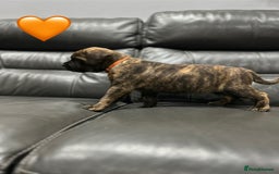 Cane Corso dogs for sale: Chunky Cane Corso Cross Pups – Ready Next Week! - Image 11