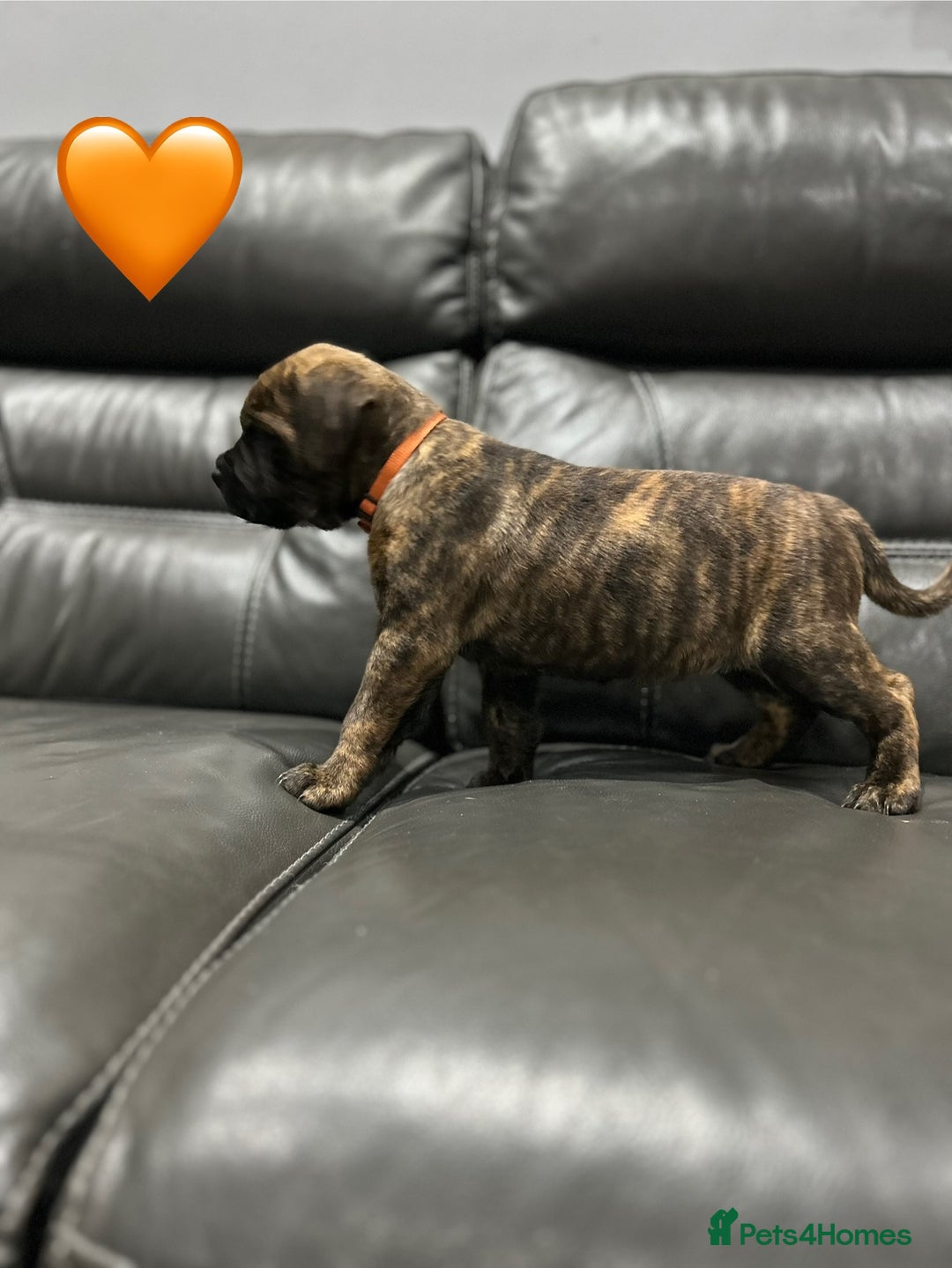 Cane Corso dogs for sale: Chunky Cane Corso Cross Pups – Ready Next Week! - Image 11