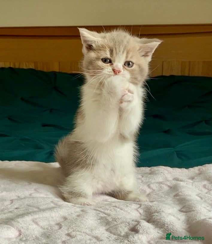 Scottish Fold cats 🧸1 OUTSTANDING TICA FAWN BICOLOUR GIRL LEFT 🧸 - Advert 1